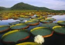 走進白洋澱鴛鴦島民俗文化村