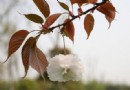 杭州西溪 賞蘆獲飛雪