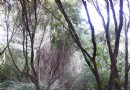 三裡新城中央花園