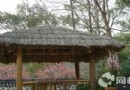 靈峰探梅