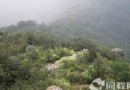 龍井問茶