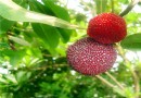 圈圈楊梅生態觀光園