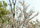 丹鳳公園