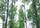 日湖公園