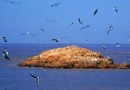 五峙山鳥島
