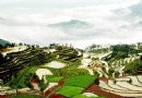 茗岙梯田
