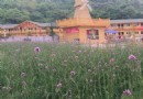 筋竹澗農業觀光園