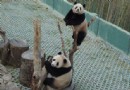 長嶼硐天熊貓館