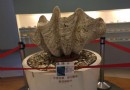 高雄旗津貝殼館