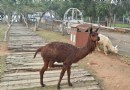 月眉天馬牧場