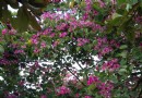 蘭科植物園