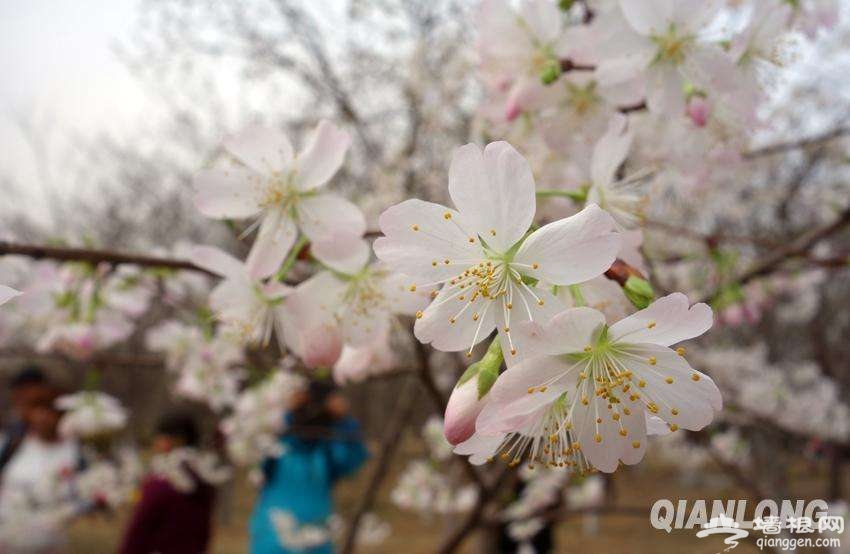 春暖花開了 2017年北京最全賞花攻略地圖[牆根網]