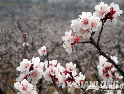 春暖花開了 2017年北京最全賞花攻略地圖[牆根網]