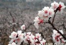 春暖花開了 2017年北京最全賞花攻略地圖
