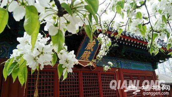 春暖花開了 2017年北京最全賞花攻略地圖[牆根網]