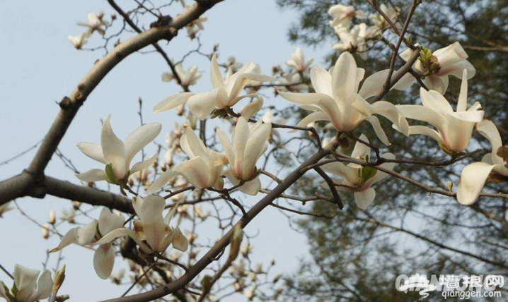 春暖花開了 2017年北京最全賞花攻略地圖[牆根網]