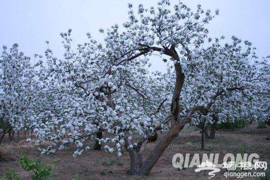 春暖花開了 2017年北京最全賞花攻略地圖[牆根網]