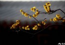 開春第一花 京城熱門賞臘梅地盤點