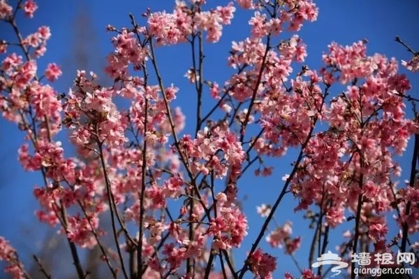 春光無限好 花海襲京城 帶上瓜子瞧瞧這些妖艷好物[牆根網]