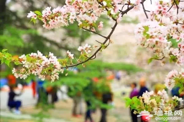 春光無限好 花海襲京城 帶上瓜子瞧瞧這些妖艷好物[牆根網]