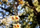 進入臘月 北京這些地方的蠟梅花開啦！