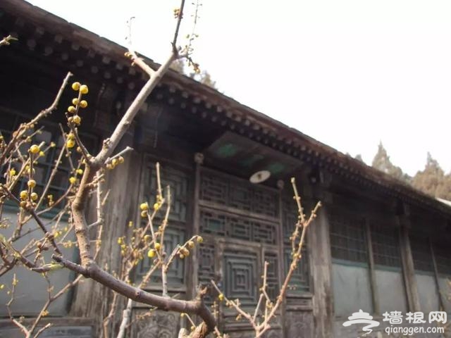 進入臘月 北京這些地方的蠟梅花開啦！[牆根網]