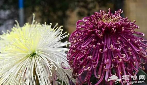 五大北京賞菊的地方 立冬降至 菊花仍美[牆根網]