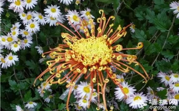五大北京賞菊的地方 立冬降至 菊花仍美[牆根網]