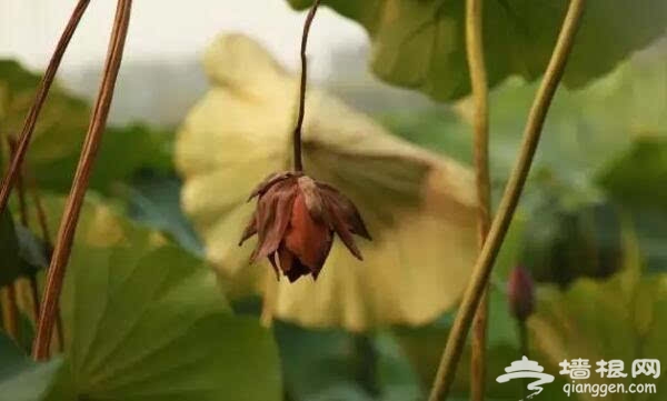 北京的秋天有什麼 除了紅葉還有這些美景[牆根網]