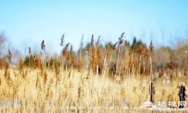 北京的秋天有什麼 除了紅葉還有這些美景[牆根網]