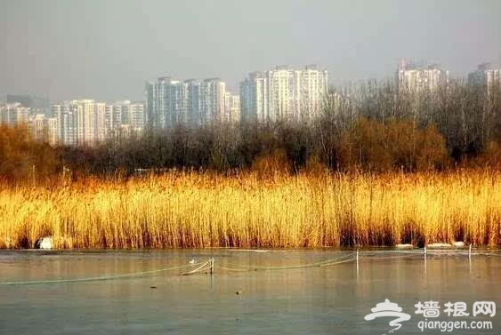 北京的秋天有什麼 除了紅葉還有這些美景[牆根網]