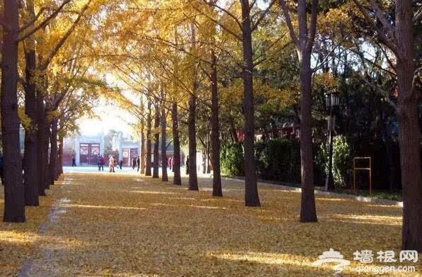 北京的秋天有什麼 除了紅葉還有這些美景[牆根網]