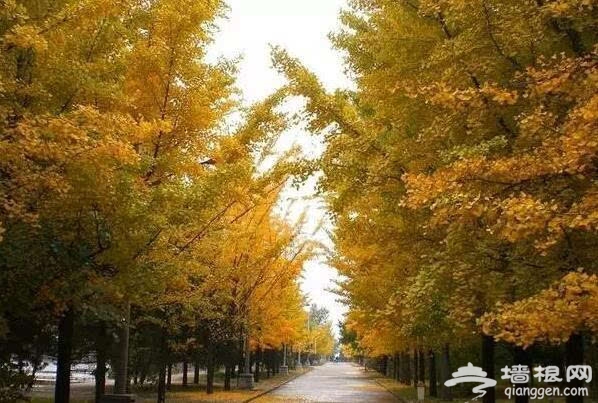 北京的秋天有什麼 除了紅葉還有這些美景[牆根網]