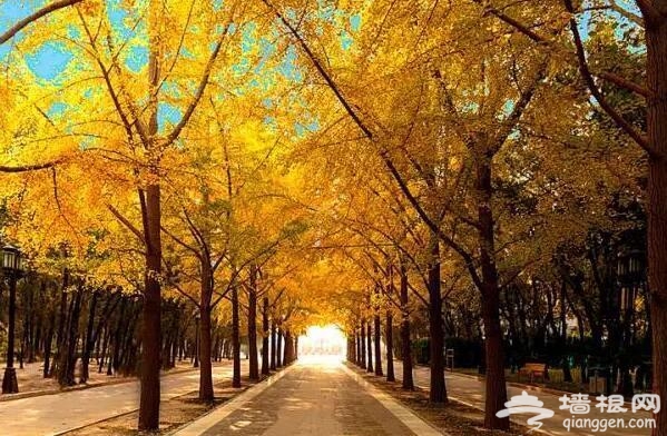 北京的秋天有什麼 除了紅葉還有這些美景[牆根網]