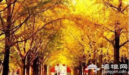 北京的秋天有什麼 除了紅葉還有這些美景[牆根網]