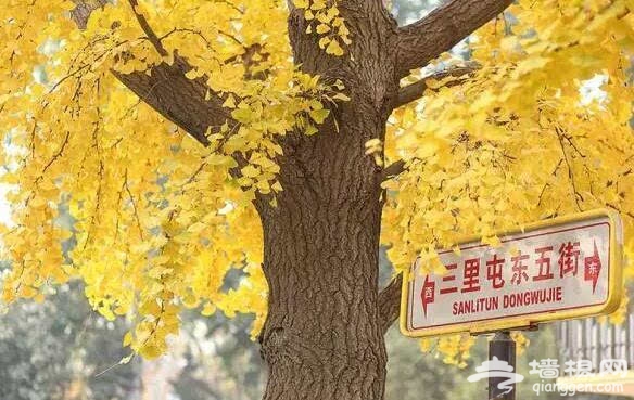 北京的秋天有什麼 除了紅葉還有這些美景[牆根網]