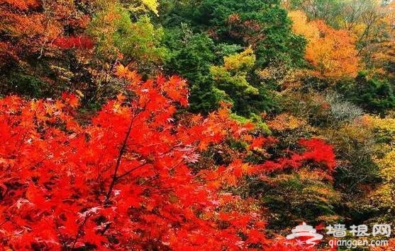 北京的秋天有什麼 除了紅葉還有這些美景[牆根網]