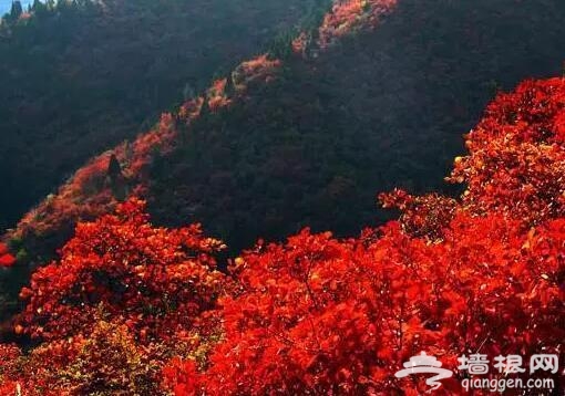 北京的秋天有什麼 除了紅葉還有這些美景[牆根網]