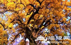 片片金黃惹人醉 盤點北京銀杏最佳觀賞地[牆根網]