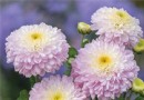 秋風起菊花香 2016北京賞菊攻略