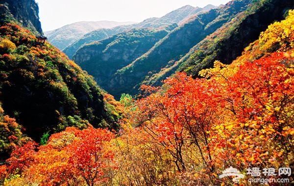 京郊秋季紅葉旅游景點 只等時機一到就出發[牆根網]