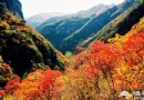 京郊秋季紅葉旅游景點 只等時機一到就出發