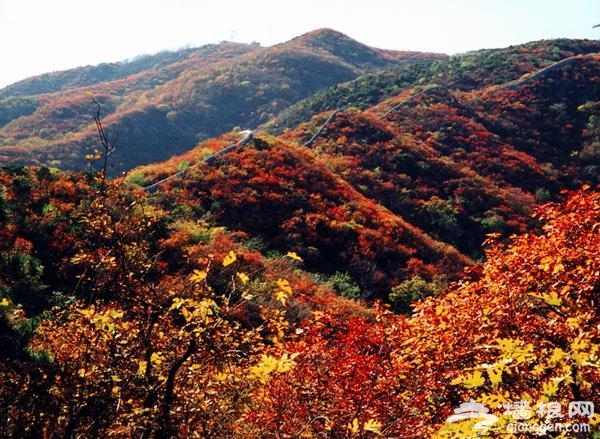 京郊秋季紅葉旅游景點 只等時機一到就出發[牆根網]