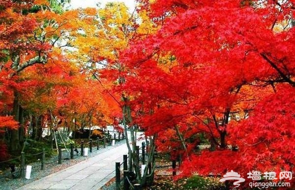 京郊秋季紅葉旅游景點 只等時機一到就出發[牆根網]
