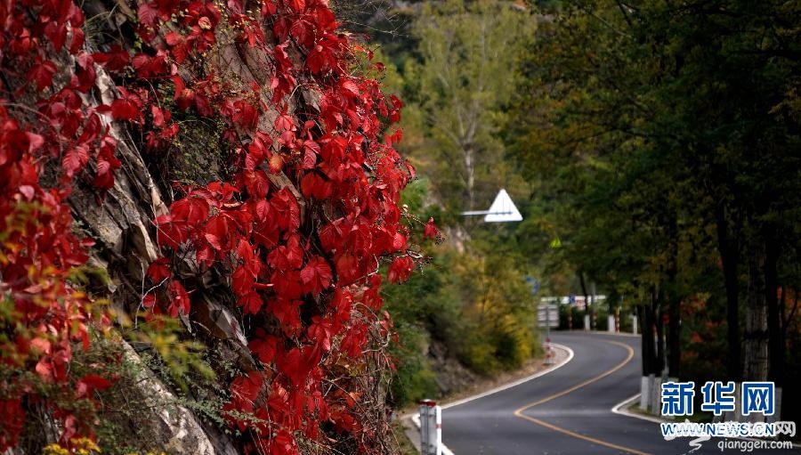 5、紅葉掩映的“百裡山水畫廊”中的道路。新華社記者 李欣攝