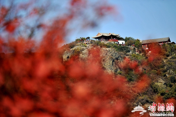 6、香山紅葉。中新網記者 金碩攝