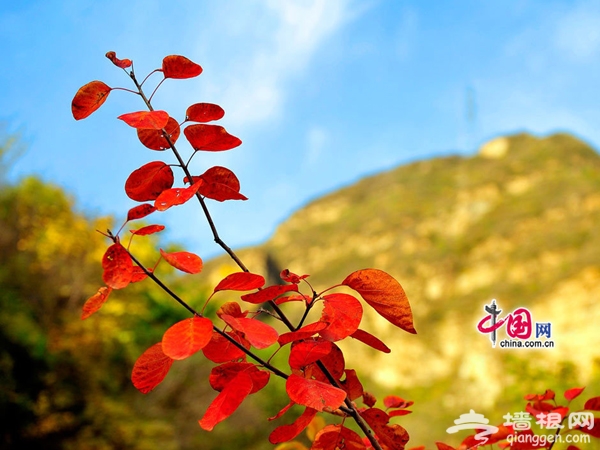 8、深秋妙峰山看紅葉。賈雲龍攝影，中國網發