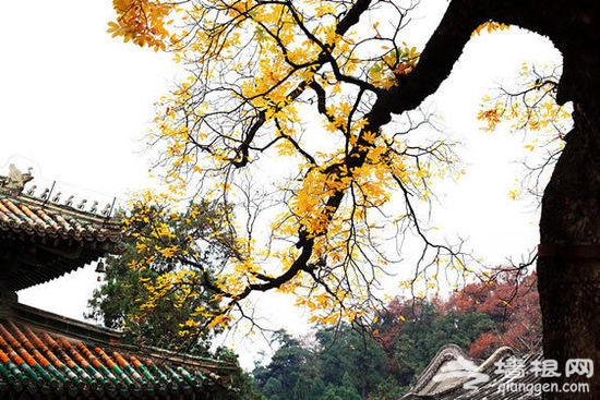 北京之源:古剎潭柘寺賞秋攻略