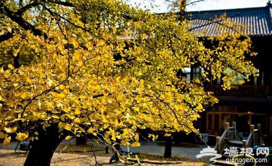 北京之源:古剎潭柘寺賞秋攻略