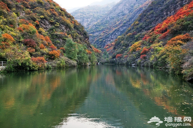 京西已漫山紅遍 再不去就看不到啦